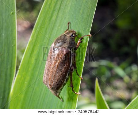 Large Chafer Is Sitting On A Leaf. Insect Is An Agricultural Pest.