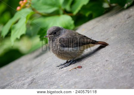 Grey Redstart From The Family Of Flytrap Here Sits In The Park. Birds