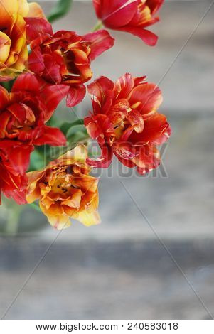Spring Flowers. Bouquet Of Red Tulips On Brown Wooden Background. Mother's Day And Valentines Day Ba