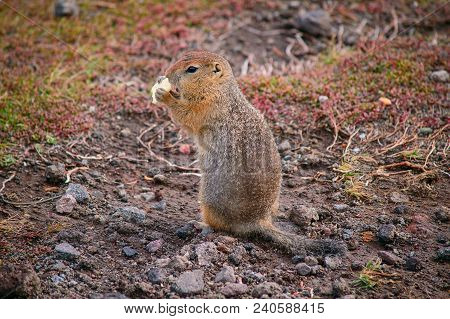 Evrazhka On Kamchatka. Rodent, American Long Tail Gopher, Sunny Day