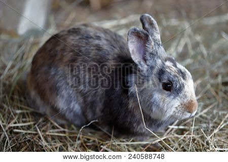 Full Body Of White-brown-grey Domestic Pygmy Rabbit.