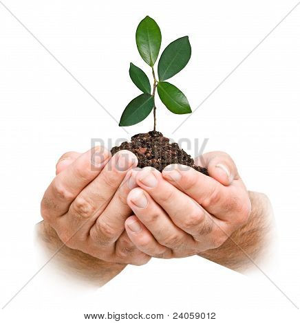 Sapling ในมือ
