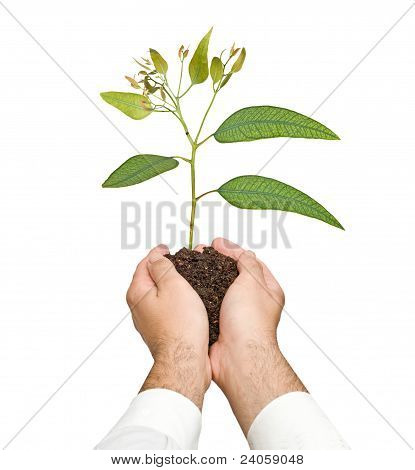 Sapling ในมือ