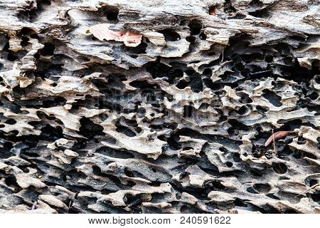 Pattern Of A Tree Is Eaten By Bark Beetles