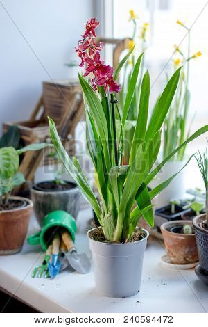Beautiful Miltonia Orchid Red Colored On A Window