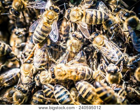 Bees Swarm In The Garden In Summer
