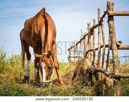 Horses Graze In The Meadow In The Summer Afternoon