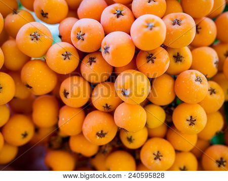 Bunch Of Ripe Rowan Macro Shot At Day