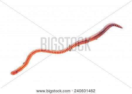 Macro Shot Of Red Worm Dendrobena In Manure, Earthworm Live Bait For Fishing Isolated On White Backg