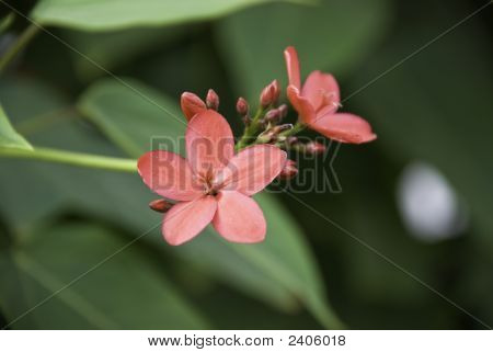 Wild Red Flowers