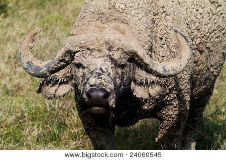 Maschio Bufalo africano ricoperta di fango