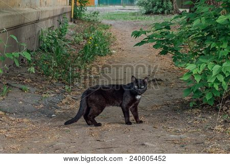 Black Smoothcoat Street Cat With White Spot