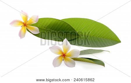 Plumeria Leaves Leelawadee Leaves An Isolated On White And Beautiful Flower