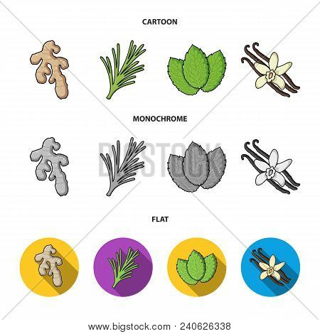 Ginger, Rosemary, Vanilla, Mint.herbs And Spices Set Collection Icons In Cartoon, Flat, Monochrome S