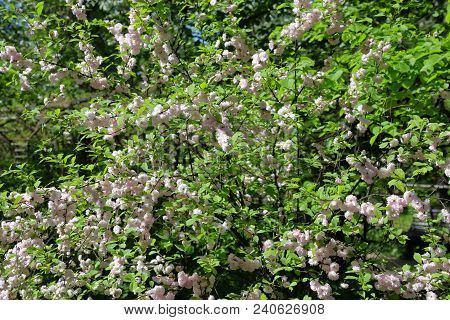 Flowering Of Three-lobed Almond
