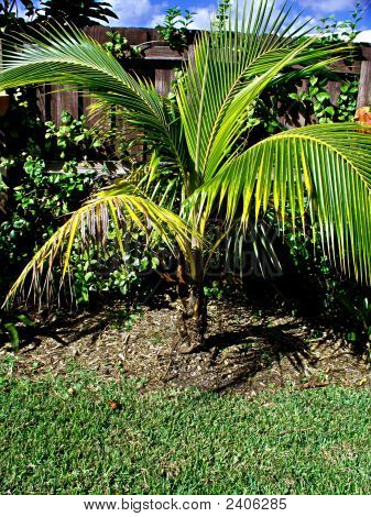 Palm9
