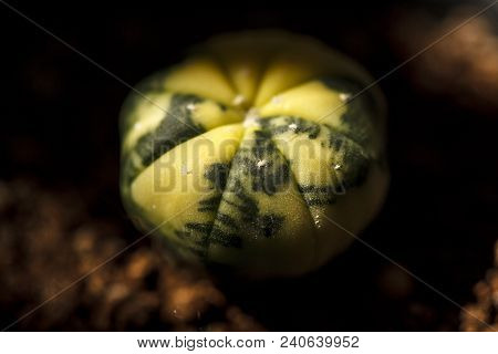 Astrophytum Asterias Variegata Asterias, Astrophytum, Variegata, Background, Nature, Green, Decorati