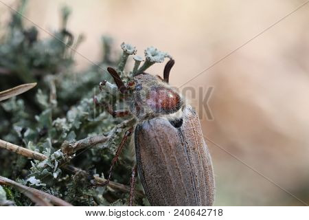 A Bug On Blue Moss In A Deep Forest. Spring. Macro. Profile. Part Of A Beettle