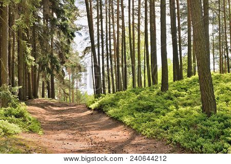 Path In Spring Pine Forest  Machuv Kraj Tourist Area In Czech Republic