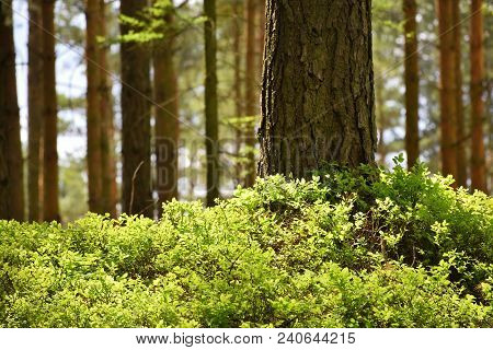 Detail Of Spring Pine Forest  Machuv Kraj Tourist Area In Czech Republic