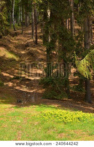 Flowering Spring Forest In Machuv Kraj Tourist Area In Czech Republic