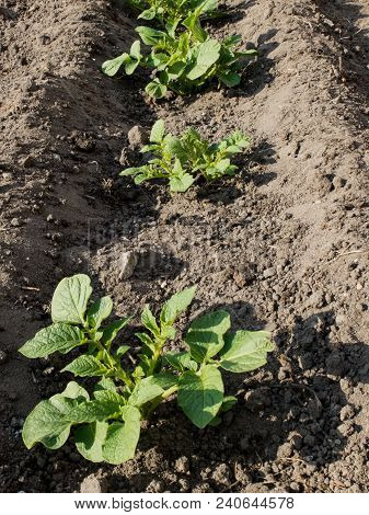 Three Young Organic Potato Plants In A Row Growing In A Shallow Trench.