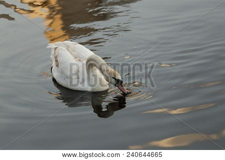 A swan white floats in the lake in the summer.