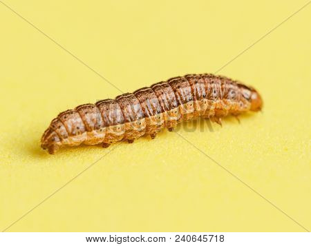 The Caterpillar Crawls On A Yellow Background .