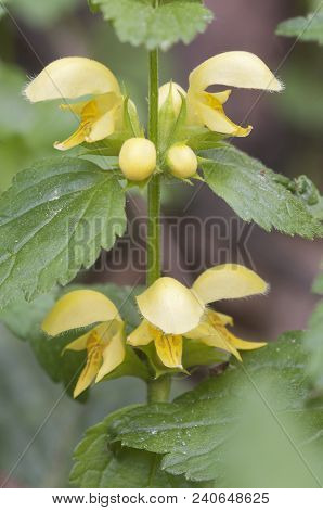 Yellow Archangel Plant Flowers, Close Up Shot