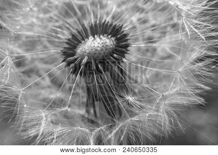 Close Up Dandelion Flower In Blue Bright Turquoise. Horizontal View.