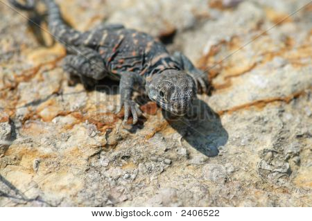 Juvenile Collard firben