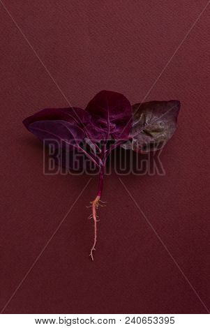 fresh purple orach