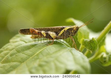 Grasshopper, Jampue Hills, Tripura State Of India