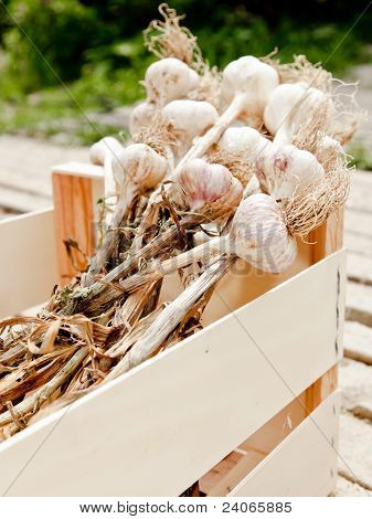 Knoblauch in einer Holzkiste