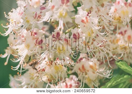 Flowering Branch Of Chestnut In Spring In May Close-up In The Rays Of The Sun.