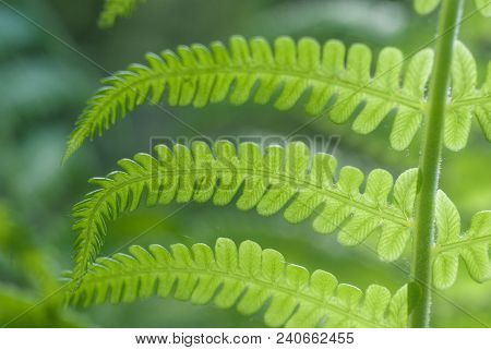 Nephrolepis Exaltata The Sword Fern - A Species Of Fern In The Family Lomariopsidaceae