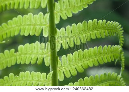 Nephrolepis Exaltata The Sword Fern - A Species Of Fern In The Family Lomariopsidaceae