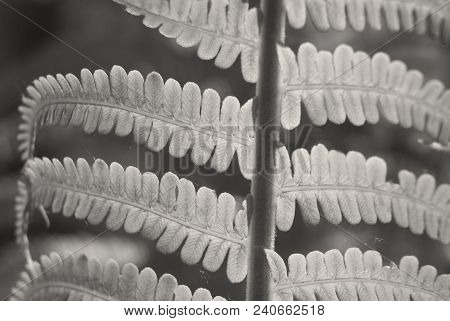 Nephrolepis Exaltata The Sword Fern - A Species Of Fern In The Family Lomariopsidaceae