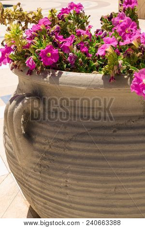 Beautiful Pink Petunia Flowers In Big Round Antique Clay Pot Wallpaper