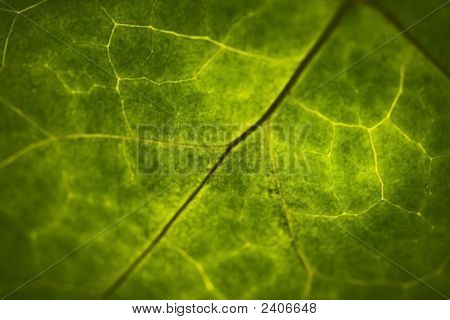 Sfondo verde