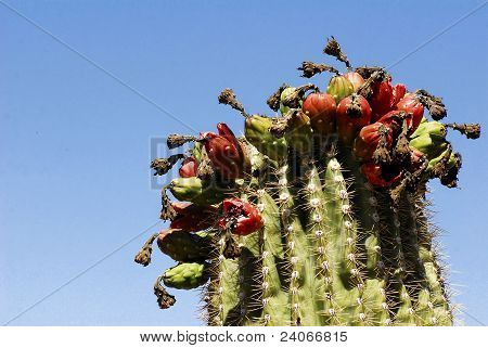Cactus in bloei