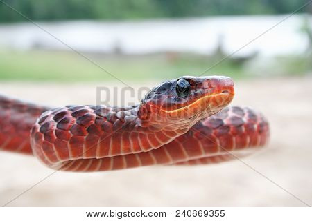 Beautiful Surinam Red Snake With Black Spots. Outdoor.