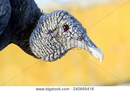 American Black Vulture, Coragyps Atratus, In Nature
