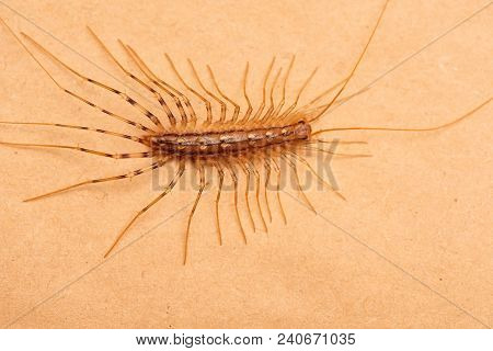 House Centipede On Orange Paper Sheet, Top View Flat Lay