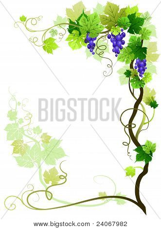 Vineyard-runko