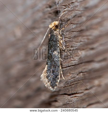 Skin Moth (monopis Laevigella) Adult. Small Insect In The Family Tineidae, One Of Many Around Owl Pe