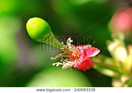 Cherry Tree In The Spring Season, The Flowers Heve Changed Color From White To Red, Green Berry
