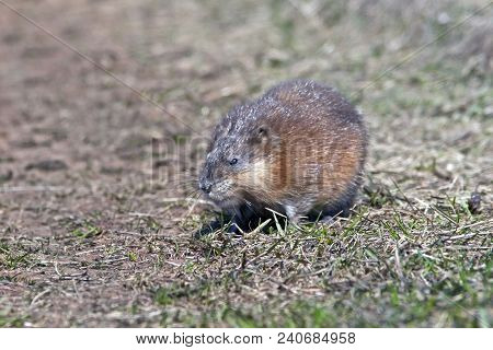 Closeup Fluffy Nutria Sits On A Glade, Furry Fur Nutria Shines In The Rays Of The Sun