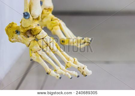 Articulated Tarsal Metatarsal And Phalanges Bones Showing Human Foot Anatomy In White Background