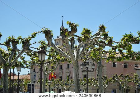 Alcala De Henares Town Hall Facade Behind Some Lovely Intertwined Trees Birthplace Of Miguel De Cerv